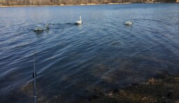 IMG_7818a