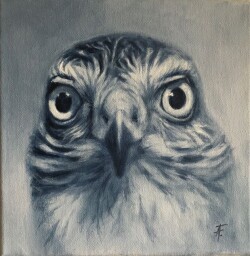 Sparrowhawk