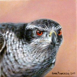 Goshawk