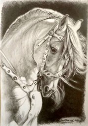 Dressage